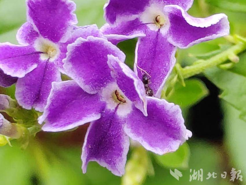 世爵登录地址6
